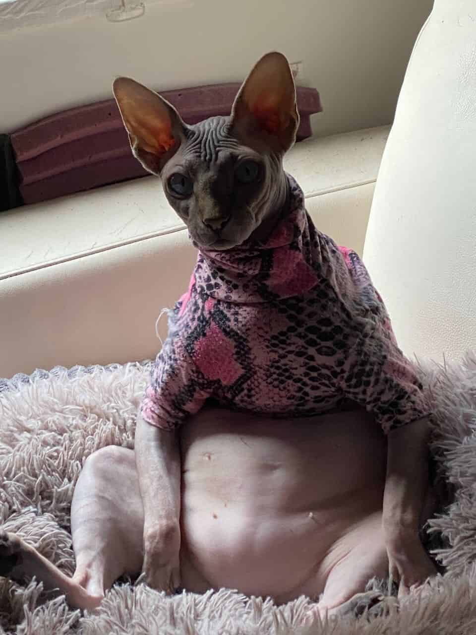 strudel - IMG_1710.jpeg