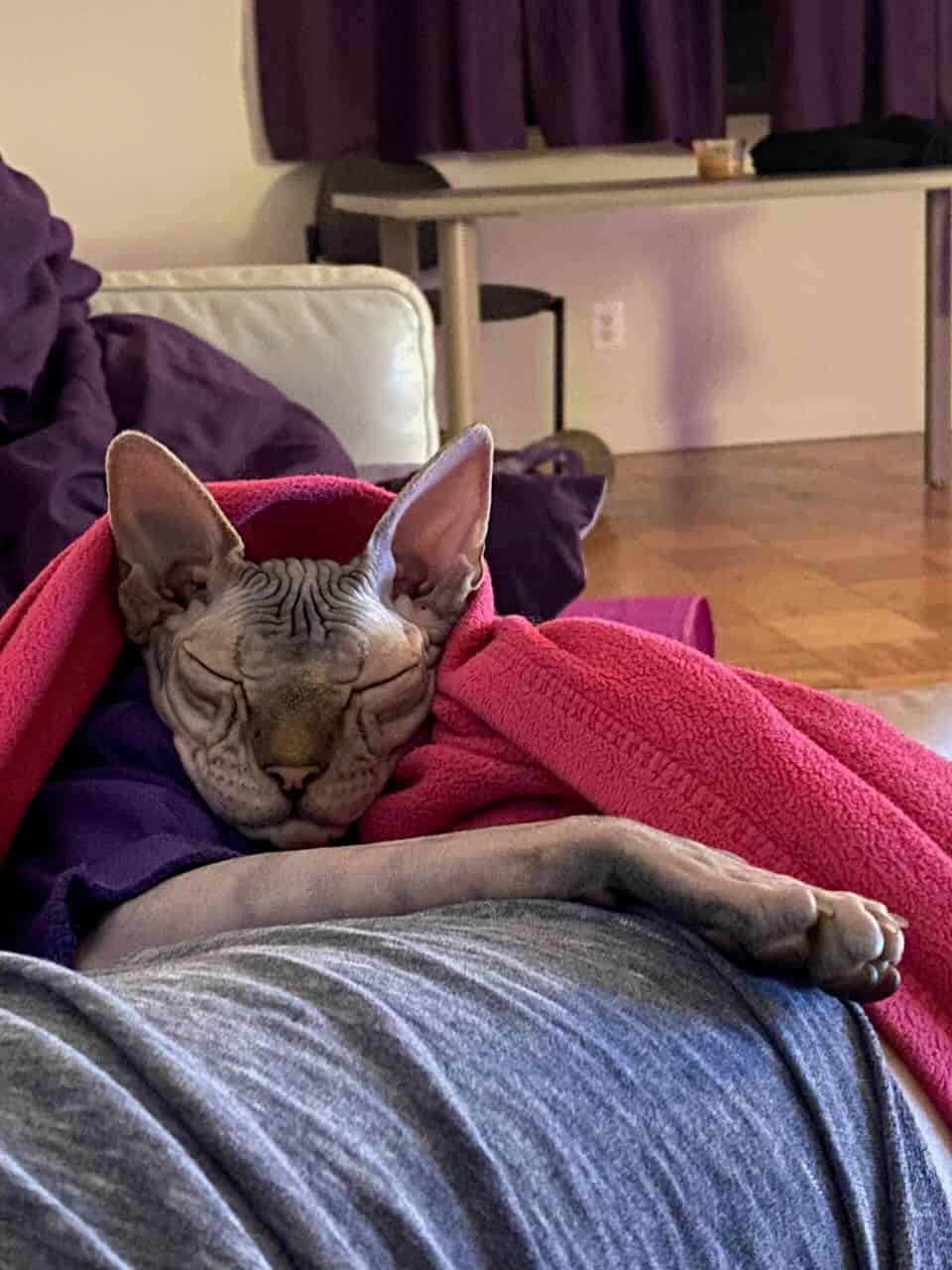 strudel - IMG_1856.jpeg