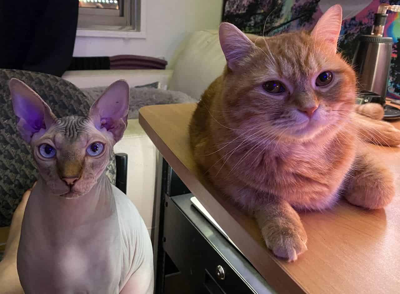 strudel - IMG_1914.jpeg