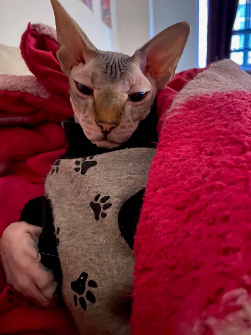 strudel - IMG_1961.jpeg