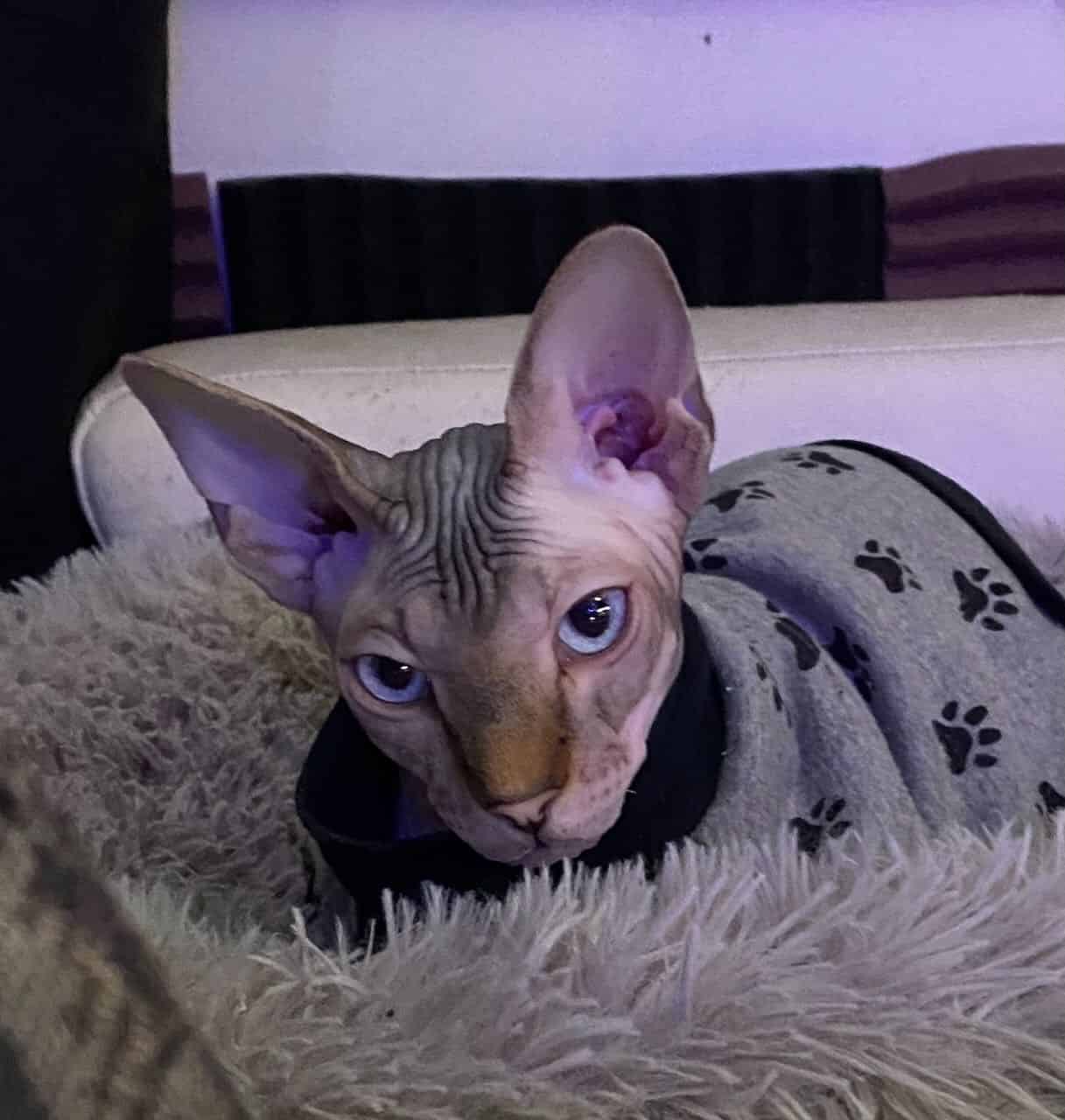 strudel - IMG_1962.jpeg