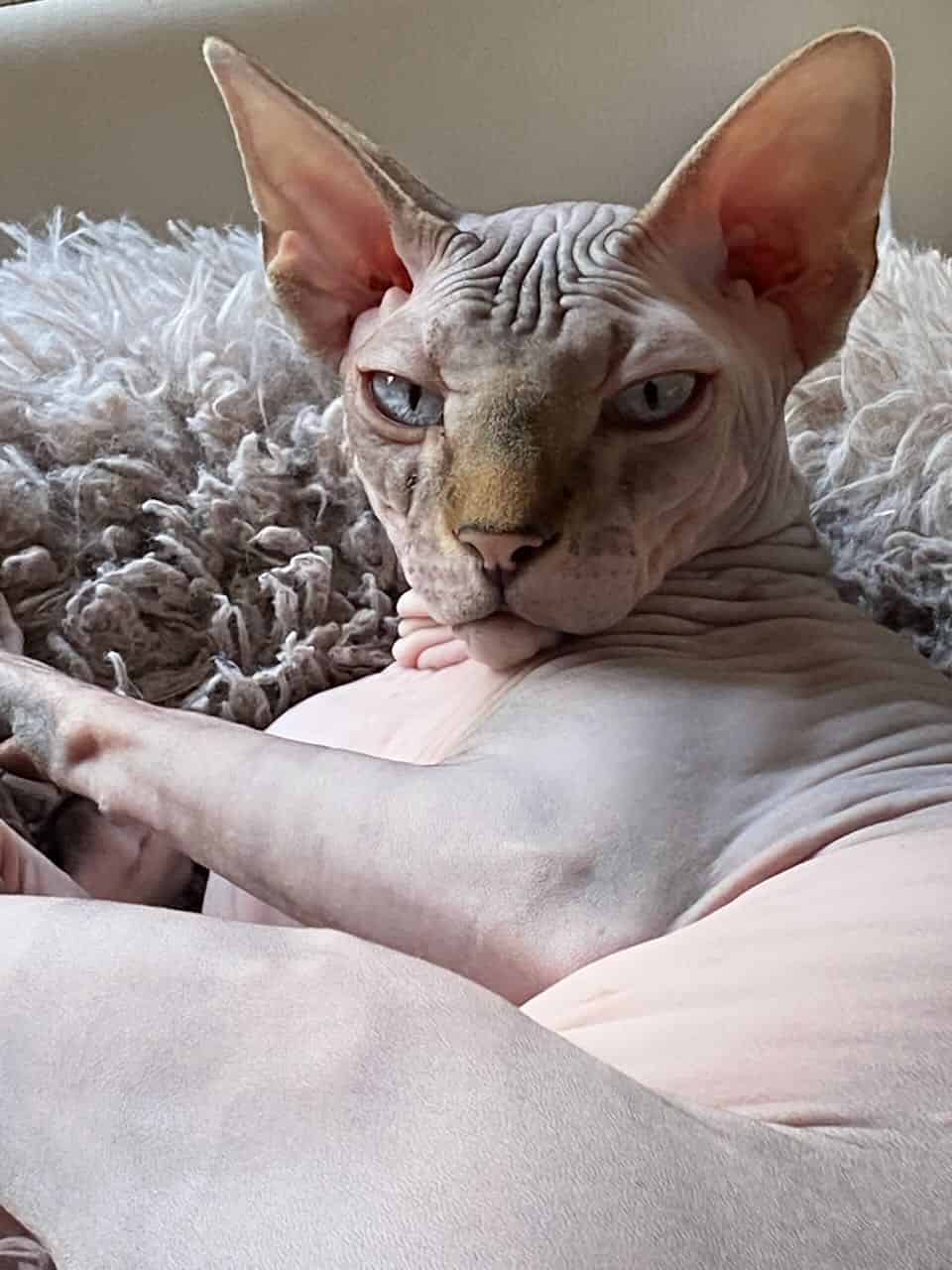 strudel - IMG_1985.jpeg