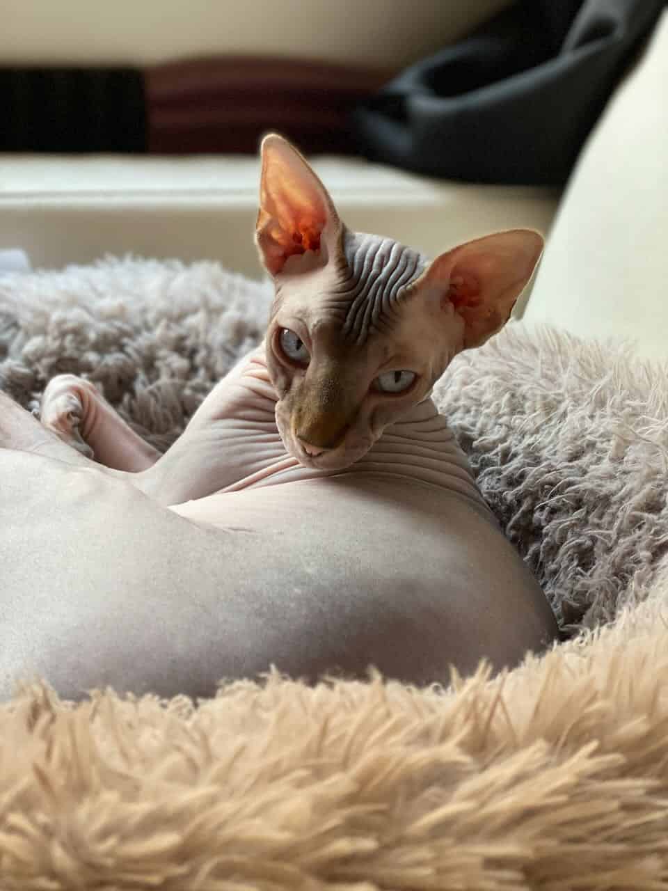 strudel - IMG_1986.jpeg