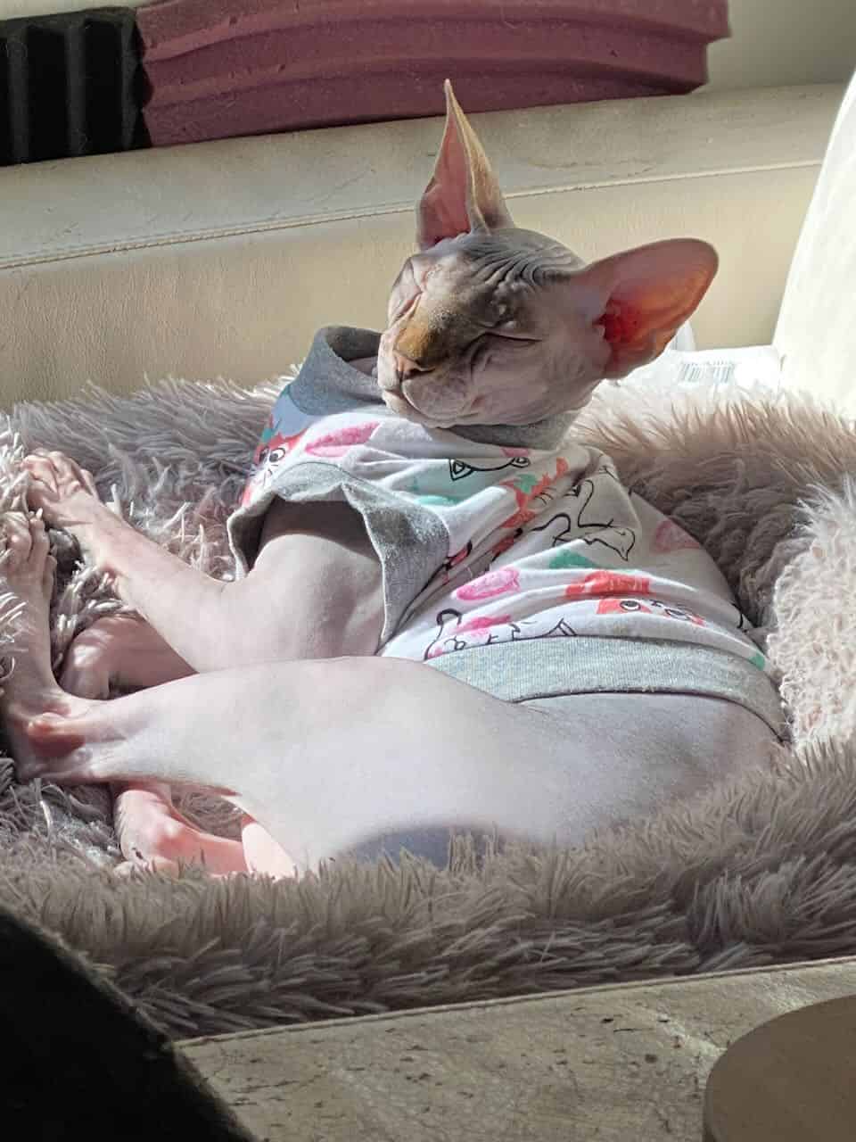 strudel - IMG_1996.jpeg