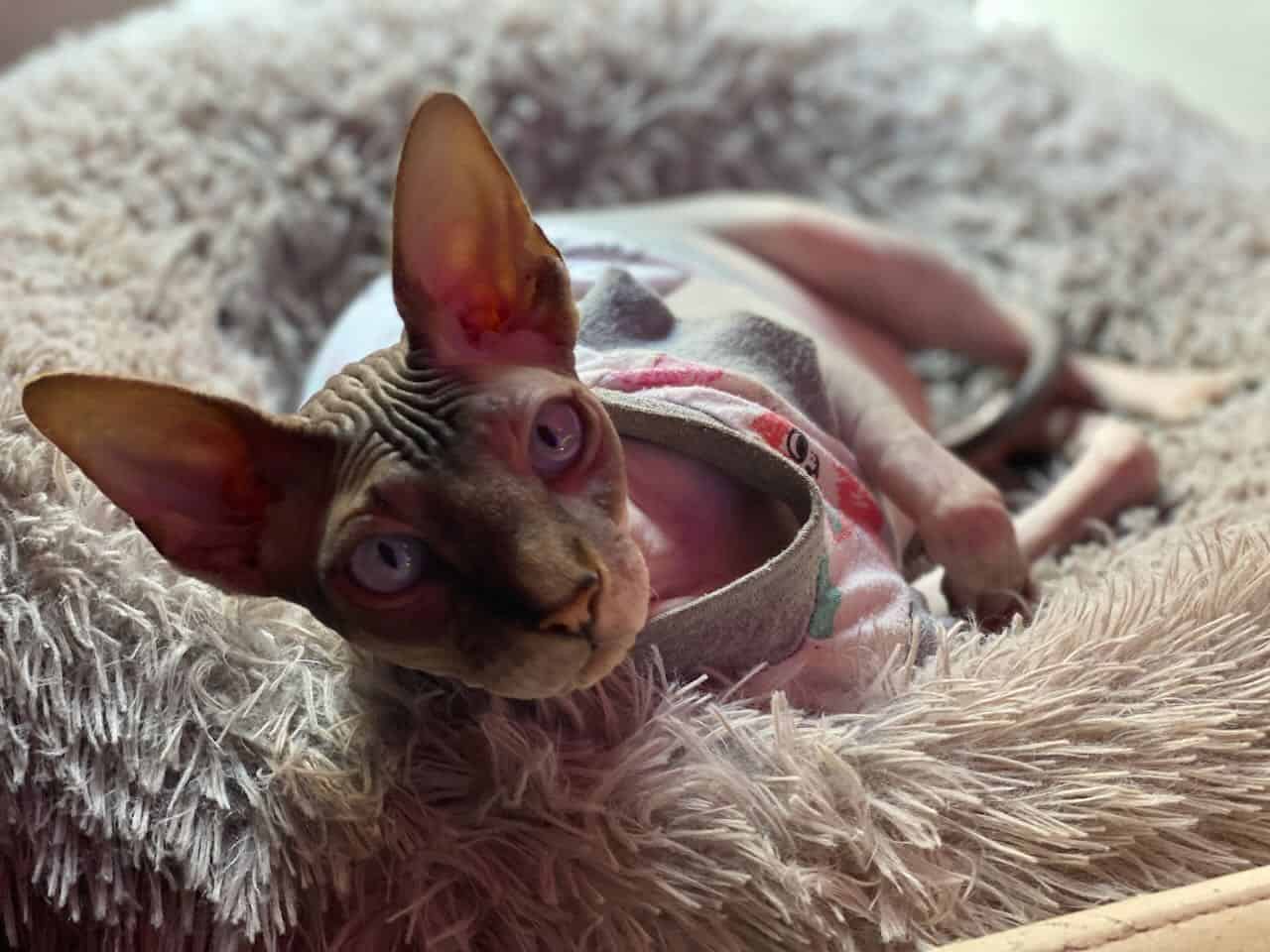 strudel - IMG_2142.jpeg