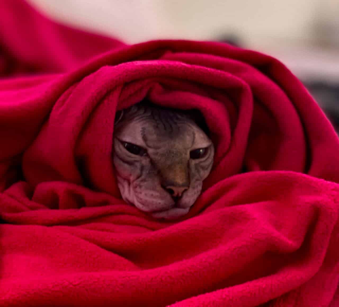 strudel - IMG_2149.jpeg