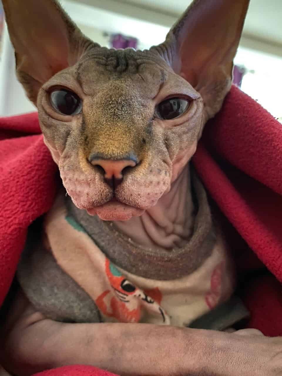 strudel - IMG_2176.jpeg