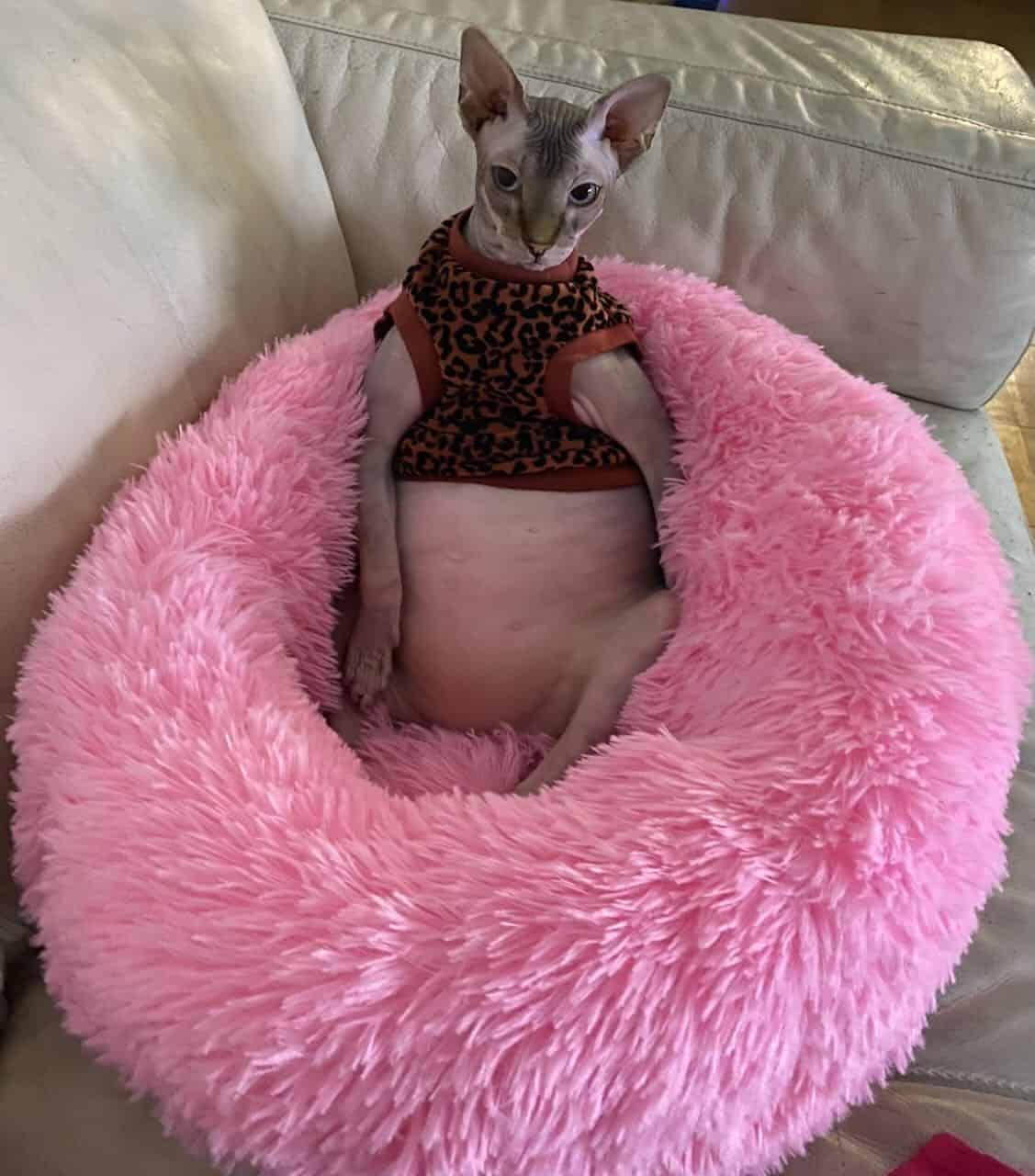 strudel - IMG_2350.jpeg