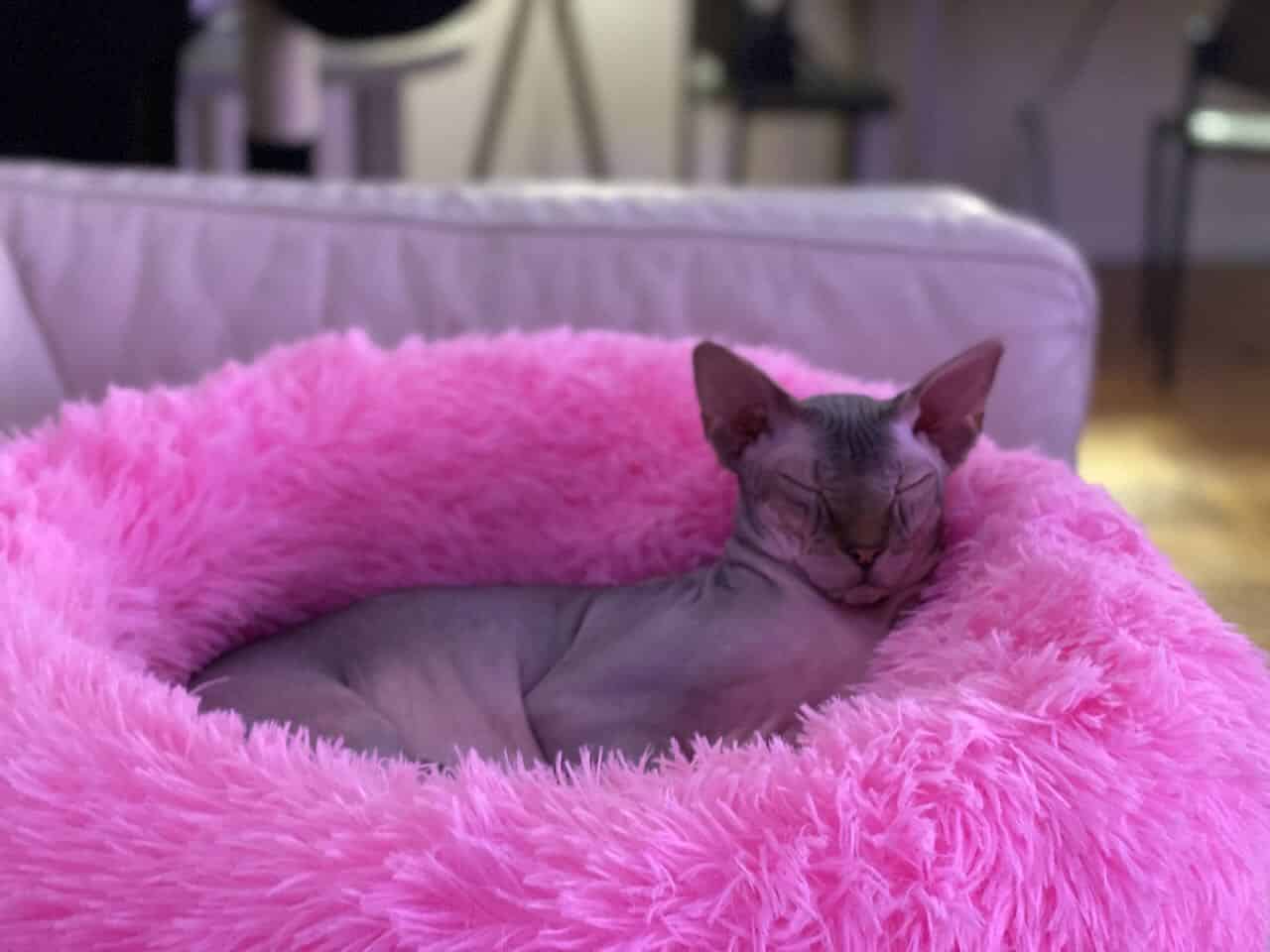 strudel - IMG_2360.jpeg