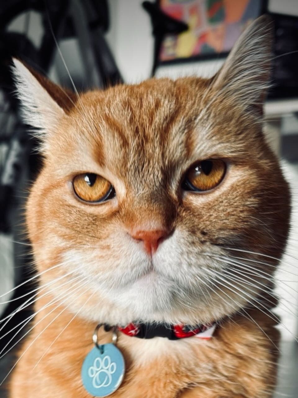 PoP‑Tart profile photo